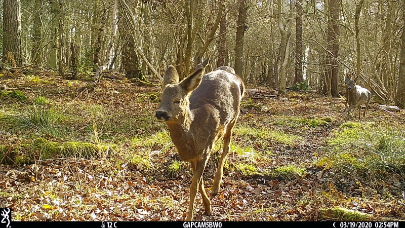 Image of two deer, captured by a camera trap