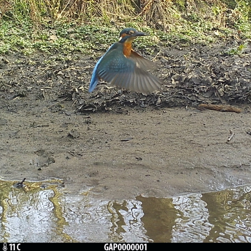 Image of a kingfisher flying, captured by a camera trap