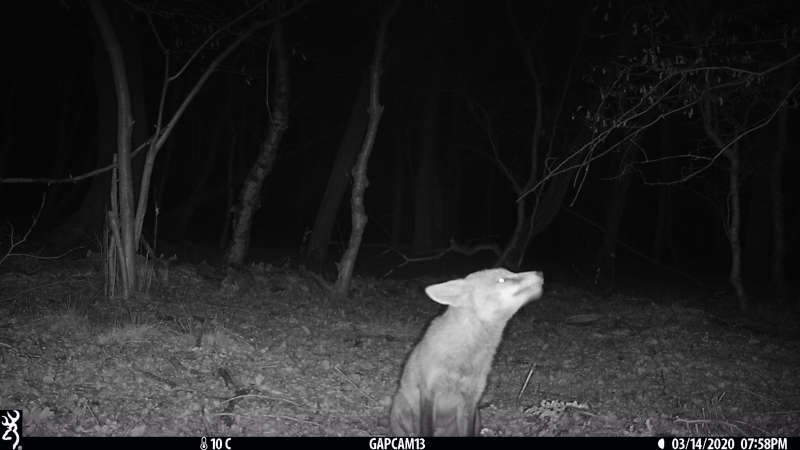 Image of a young fox, taken at night by a camera trap