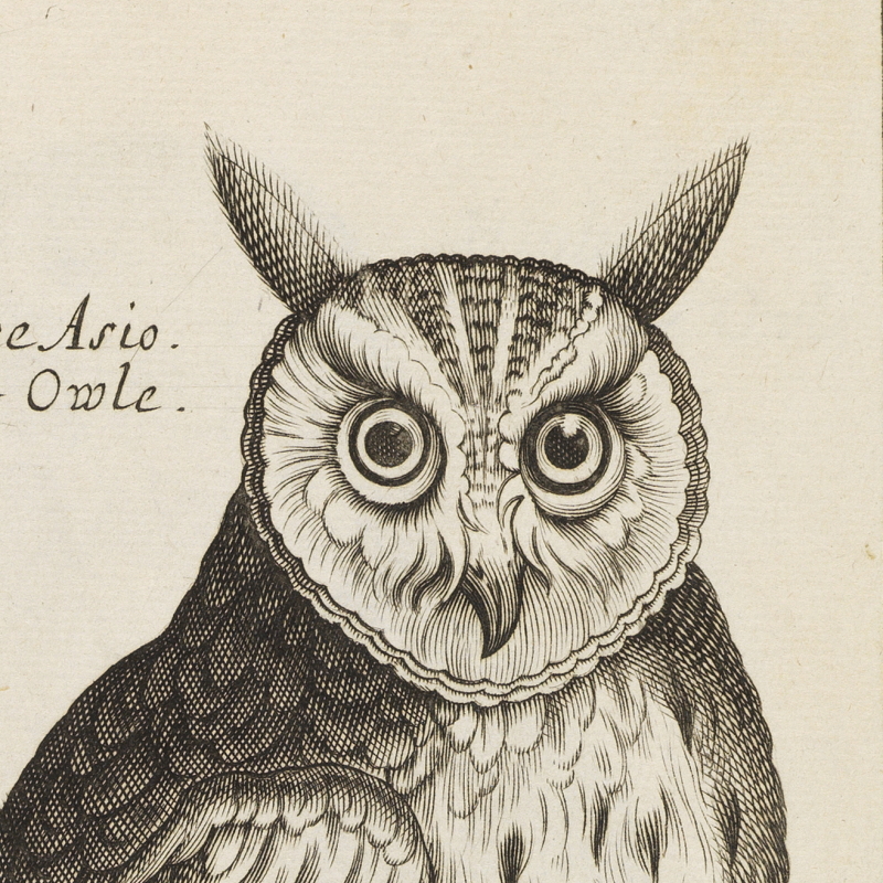 Owl, from 'The ornithology of Francis Willughby', 1678 (detail)