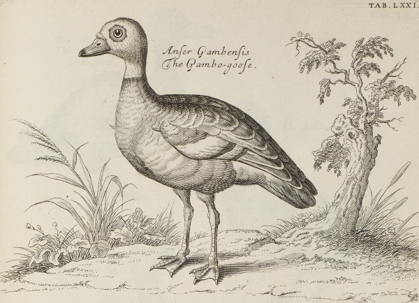 Spur-winged goose, from 'The ornithology of Francis Willughby', 1678