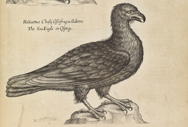 Osprey, from 'The ornithology of Francis Willughby', 1678