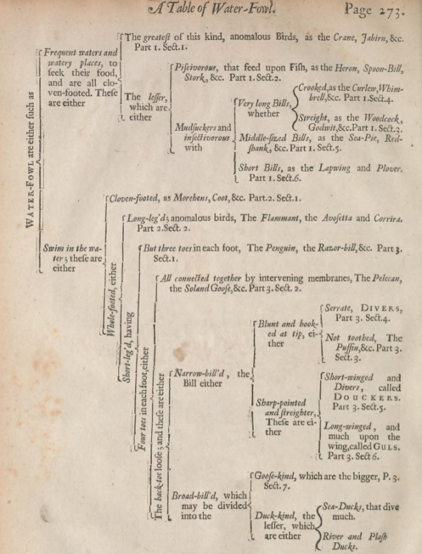 Waterfowl classification table, from 'The ornithology of Francis Willughby', 1678