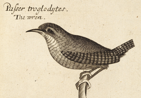 Wren, from 'The ornithology of Francis Willughby', 1678