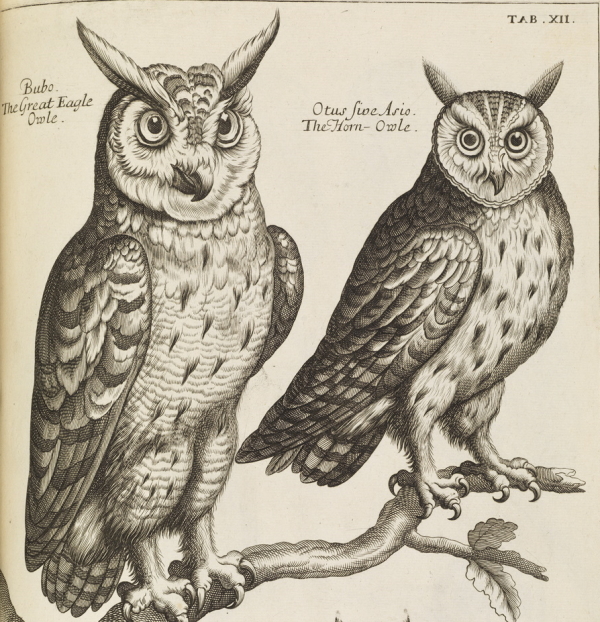Two owls, from 'The ornithology of Francis Willughby', 1678