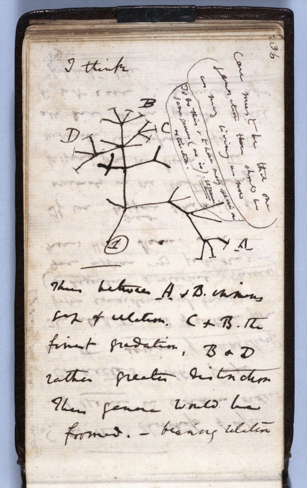 Darwin’s Tree of Life, from transmutation notebook B missing from the Cambridge University Library