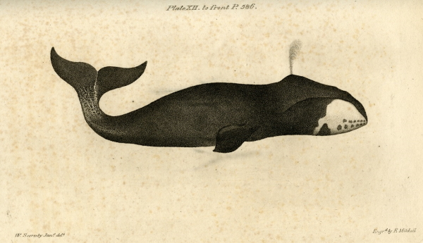 Bowhead whale, after William Scoresby, 1811