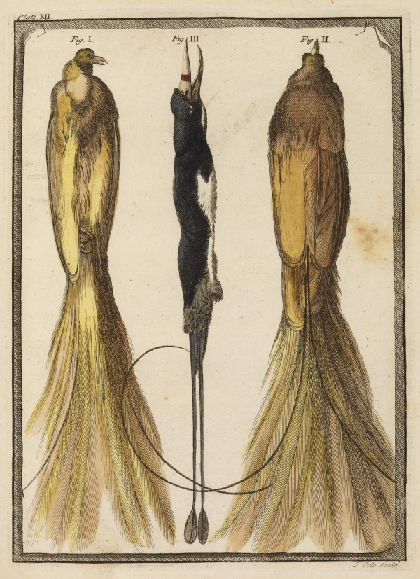 Birds of paradise, from the Royal Society’s Repository, 1721