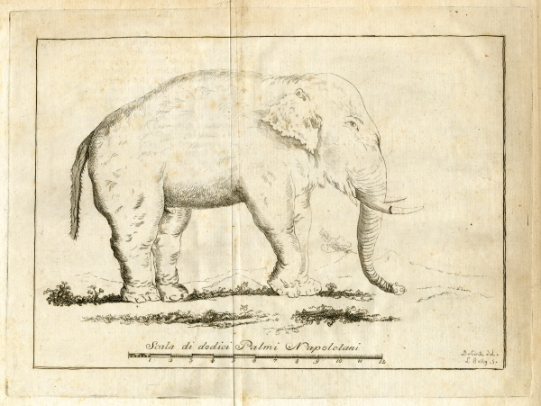 Asian elephant in Naples, Italy, 1766