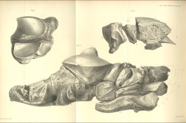Foot bones of Megatherium Americanum, from an article by Richard Owen