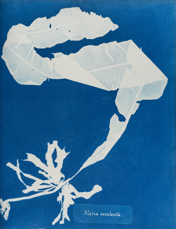 Anna Atkins, Alaria esculenta, from British algae volume I, 1843