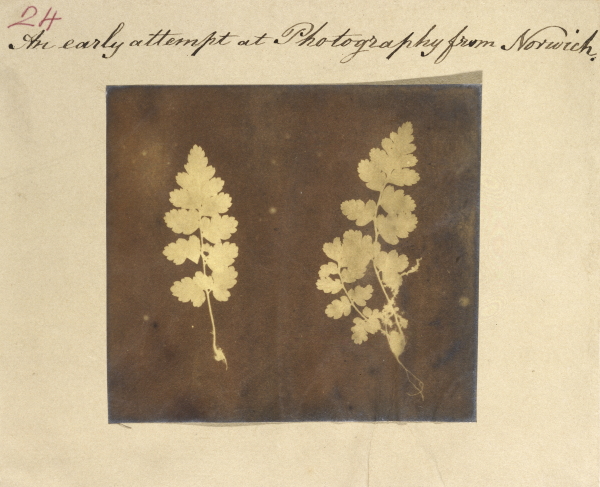 Caleb Burrell Rose, Two specimens of fern leaf, ca. 1840s