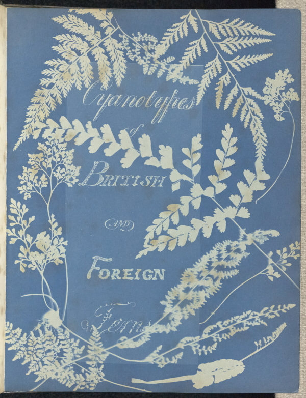 Anna Atkins and Anne Dixon, Cyanotypes of British and foreign ferns, 1853. Image from Getty's Open Content Program