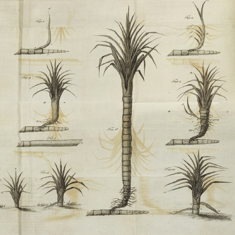 Plate from ‘Account of a new method of cultivating the sugar cane’, 1779 (detail)