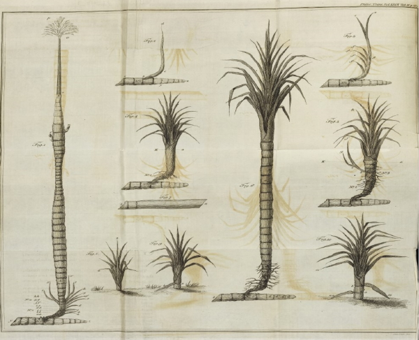 Plate from ‘Account of a new method of cultivating the sugar cane’, 1779