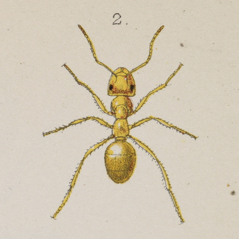 Plate 1 from 'Ants, bees and wasps' by John Lubbock, 1882 (detail)