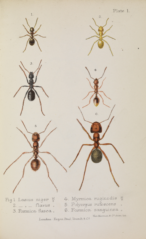 Plate 1 from 'Ants, bees and wasps' by John Lubbock, 1882