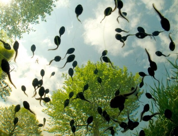 'Tadpoles overhead' by Bert Willaert, 2015