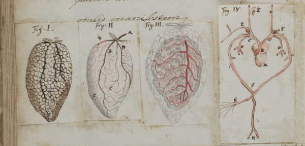 Lungs and coronary arteries of a frog by Jan Swammerdam, 1673 