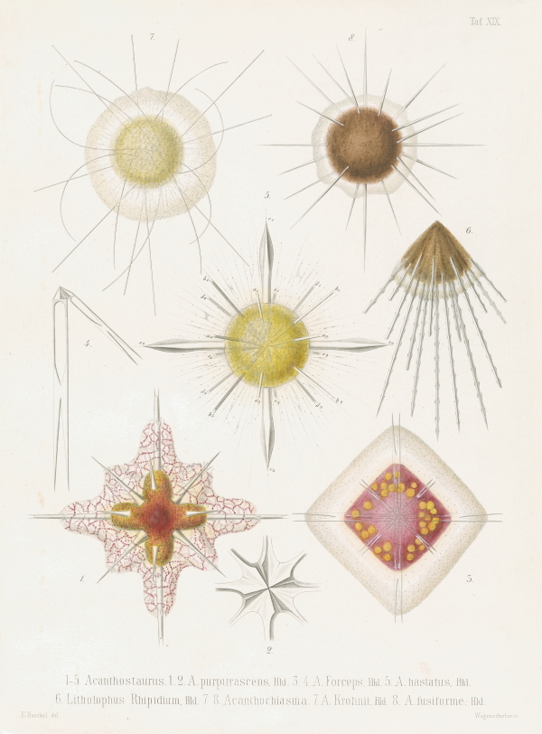 Plate from Ernst Haeckel's Radiolarien Atlas, 1862