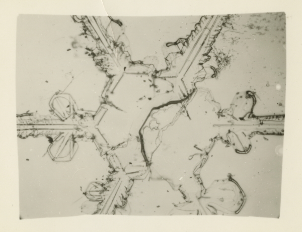 Photomicrograph of a snow crystal from Antarctica, 1956