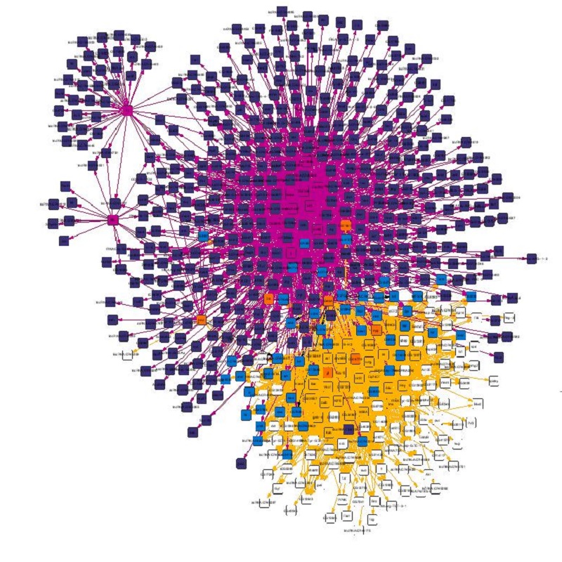 Comparison of subnetworks of genes. The network shown is formed by 594 nodes and 3107 edges. See “Automated generation of context-specific gene regulatory networks with a weighted approach in Drosophila melanogaster” by Murgas et al. in this issue (https://doi.org/10.1098/rsfs.2020.0076).
