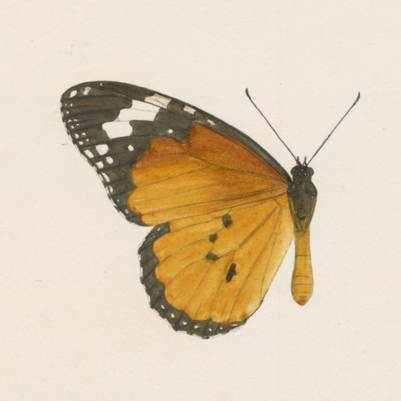 Butterfly wing by F.C. Moore, 1891 