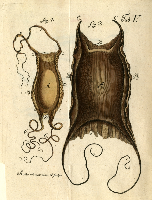 Marine egg-cases by W.G.T. von Tilenau, 1802 
