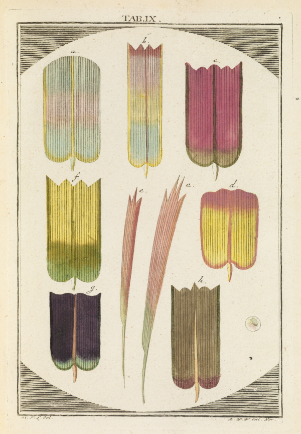 Nine specimens of butterfly wing scales by Adam Winterschmidt, c.1764 