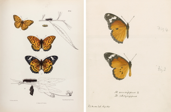 F.C. Moore’s butterflies (printed and original), 1881 and 1891 