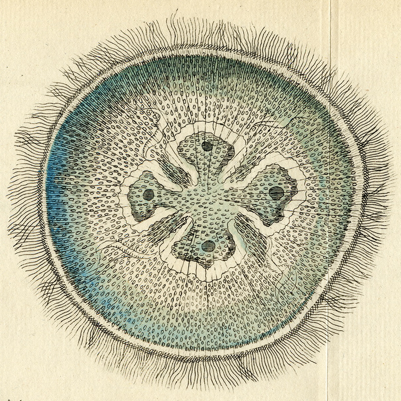 Moon jellyfish, from a 1761 book by Job Baster