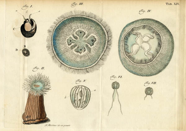 Marine zoological studies of sea creatures, from a 1761 book by Job Baster
