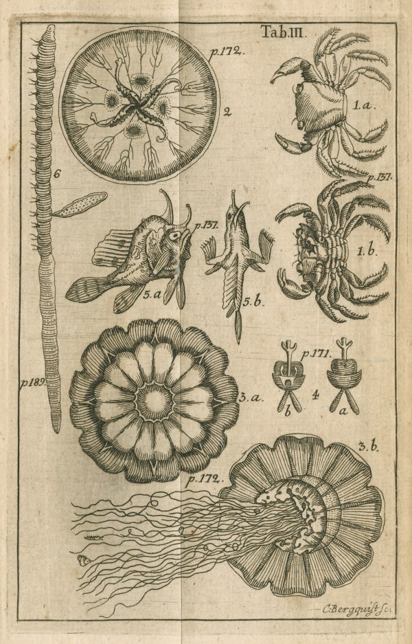 Jellyfish from Carl Linnaeus’s 'Wastgota-resa' (1747)