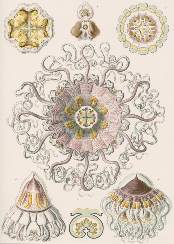 Plate 38 from Ernst Haeckel’s 'Kunstformen der natur' (1899-1904)