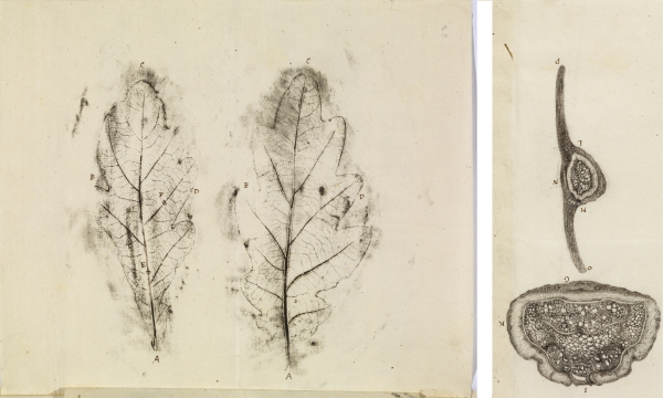 Oak leaf by Antoni van Leeuwenhoek, 1675