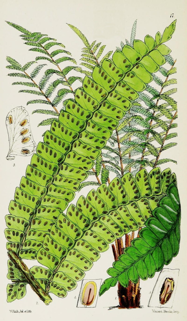 Didymochlaena lunata, from William Hooker's Garden ferns, 1862 