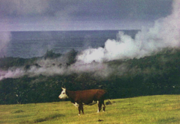Tristan da Cunha: cattle grazing in the vicinity of the lava flow