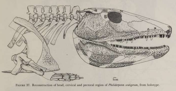 Clack, Jennifer A. (1987). Pholiderpeton scutigerum Huxley, an amphibian from the Yorkshire coal measures. Phil. Trans. R. Soc. Lond. B3181–107 http://doi.org/10.1098/rstb.1987.0082