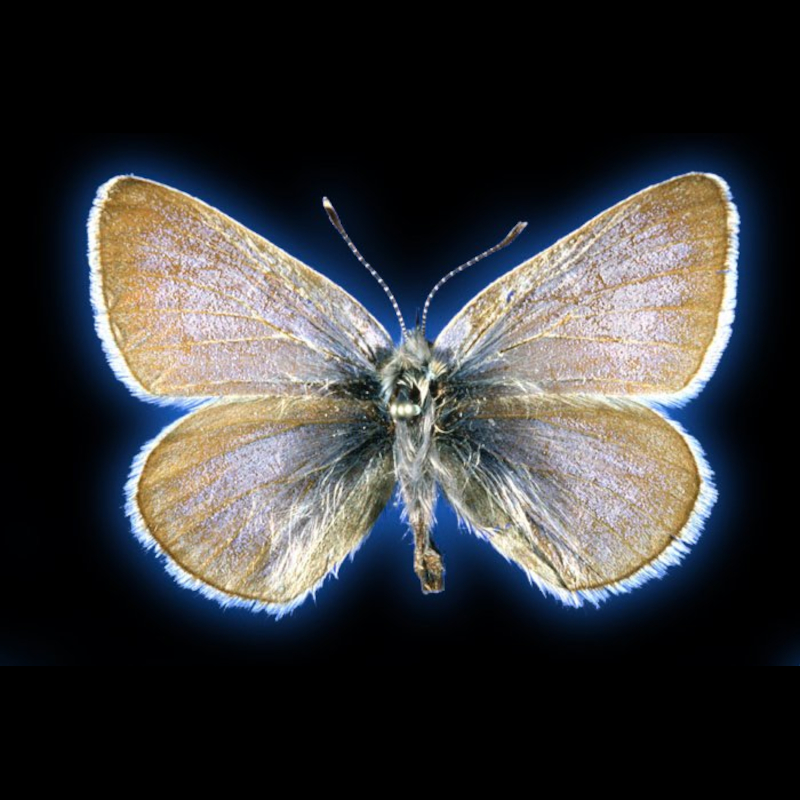 Xerces blue butterfly (Glaucopsyche xerces)