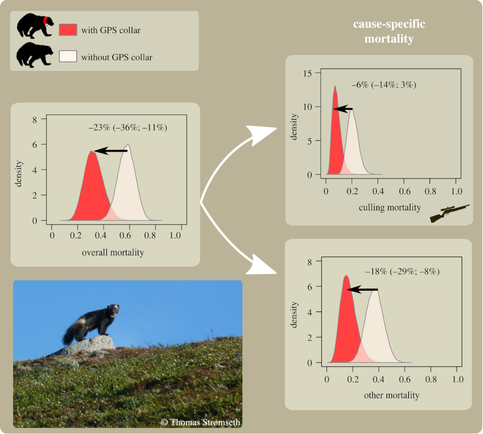 Posterior distributions of mortality probabilities for male wolverines