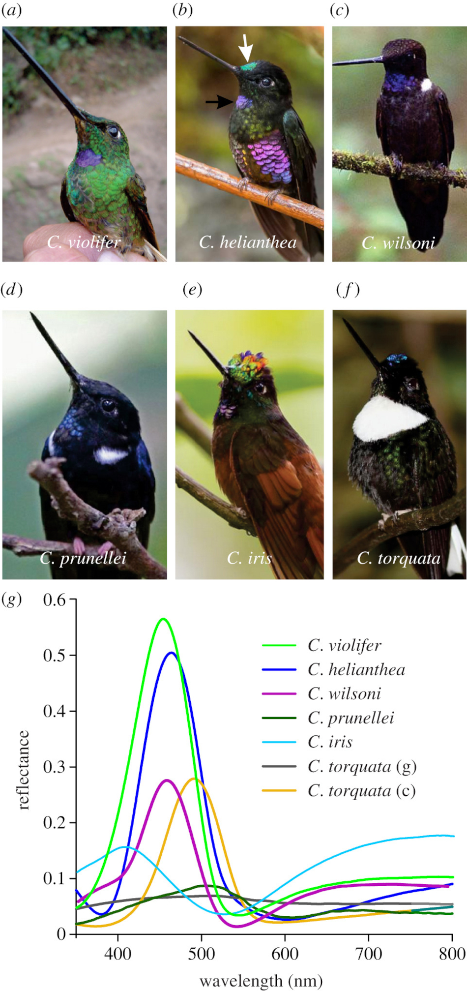Hummingbird species of the genus Coeligena (males) and their coloration