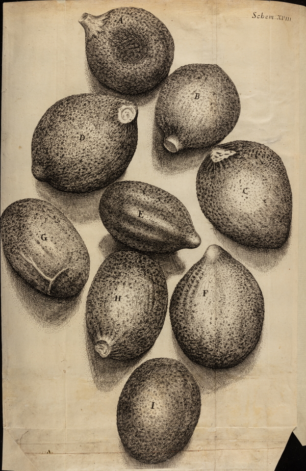 Thyme seeds, from Robert Hooke's 'Micrographia' (1665)