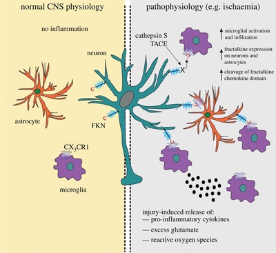 Fractalkine and CX3CR1 in neuroinflammatory conditions. Figure 3. from Neuron–glia crosstalk in health and disease: fractalkine and CX3CR1 take centre stage https://doi.org/10.1098/rsob.130181