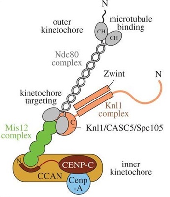 Schematic of the human kinetochore. Figure 4(a). from Insights from the reconstitution of the divergent outer kinetochore of Drosophila melanogaster https://doi.org/10.1098/rsob.150236