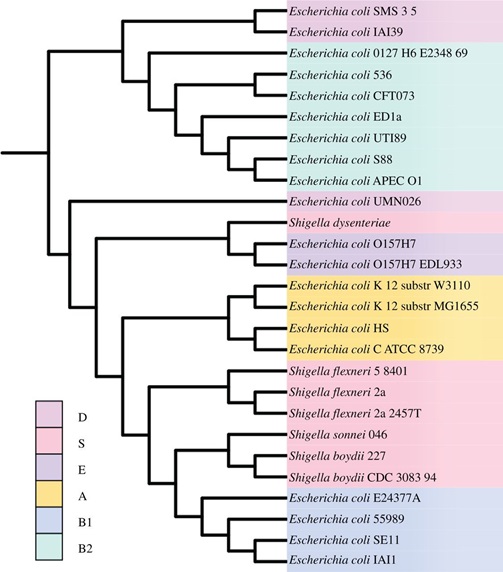 The E. coli–Shigella reference supertree. Open Bio. Doi: 10.1098/rsob.120112