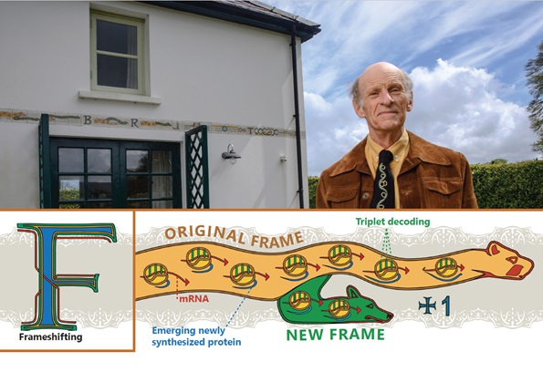 An image of ‘flu virus frameshifting’ from among a band of recoding tiles positioned around the middle of the outside walls of a house in S.W. Ireland. The head motifs used to depict directionality were inspired by the 1200-year-old ‘Book of Kells’ in Trinity College Dublin library. The embedded ribosomes have their A, P, and E sites in green and those shown on the left are at an earlier stage of decoding than those on the right. Correspondingly, on the left the proportion of the mRNA (red) that has passed through the ribosomes is small in contrast to that shown on the right side, and the nascent peptide emerging from the ribosome (blue) is longer on the right side than on the left. ‘Influenza A virus PA is represented in ochre and +1 frame component of the new transframe encoded PA-X product is in green. Credit: John Atkins Decoding seat in the Botanic Gardens, illustrating frameshifting. National Botanic Gardens, Dublin. Credit: John Atkins