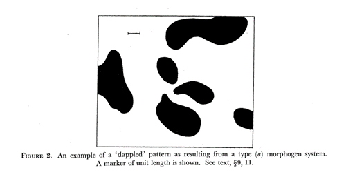 Figure from Turing’s 1952 paper, The Chemical Basis of Morphogenesis