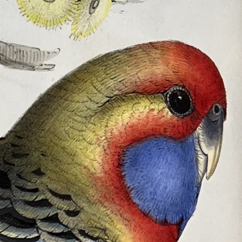Platycercus Adelaidiae, from John Gould's 'Birds of Australia' (detail)