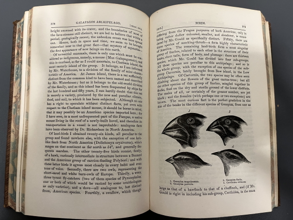 Charles Darwin’s Galapagos finches