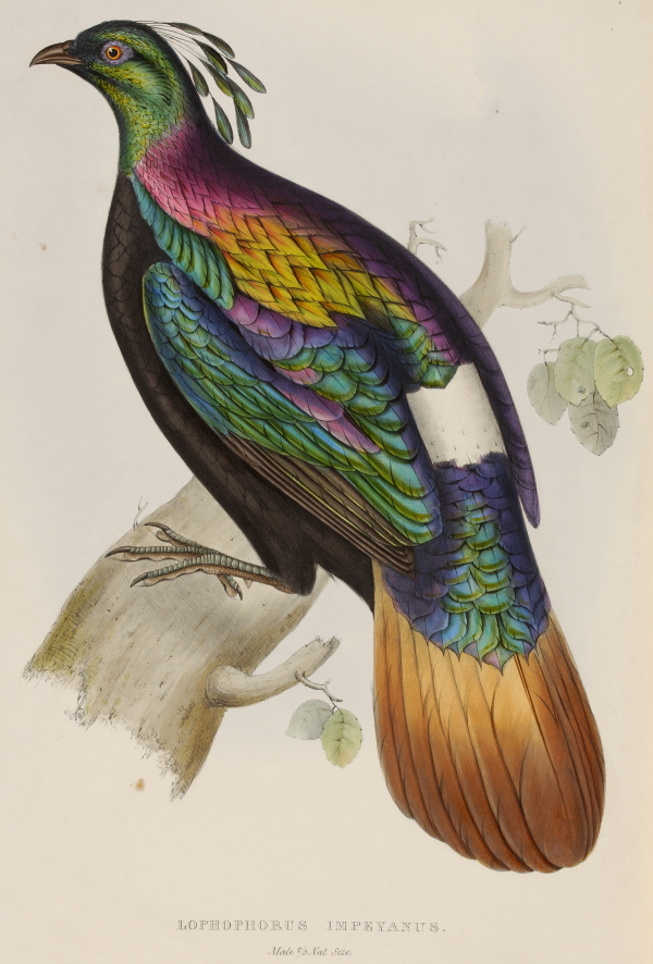 Lophophorus impejanus (Impeyan pheasant) by Elizabeth Gould